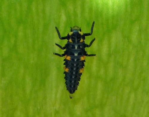 Coccinella septempunctata